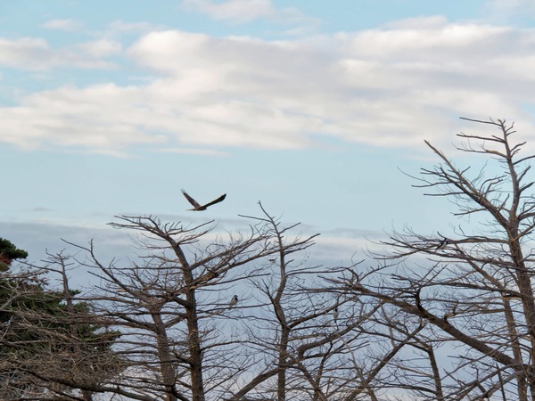 https://lemis.nyc3.digitaloceanspaces.com/grog/Photos/20250703/small/Birding-meeting-38.jpeg