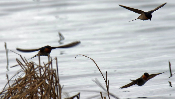 https://lemis.nyc3.digitaloceanspaces.com/grog/Photos/20250703/small/Birding-meeting-380.jpeg