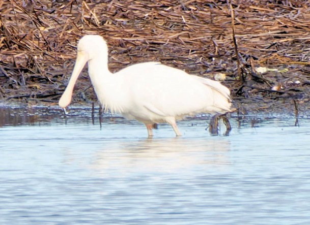 https://lemis.nyc3.digitaloceanspaces.com/grog/Photos/20250703/small/Birding-meeting-381.jpeg