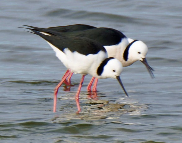 https://lemis.nyc3.digitaloceanspaces.com/grog/Photos/20250703/small/Birding-meeting-382.jpeg