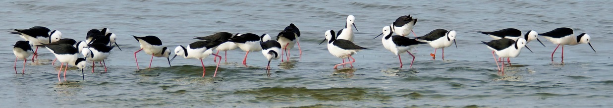 https://lemis.nyc3.digitaloceanspaces.com/grog/Photos/20250703/small/Birding-meeting-383.jpeg