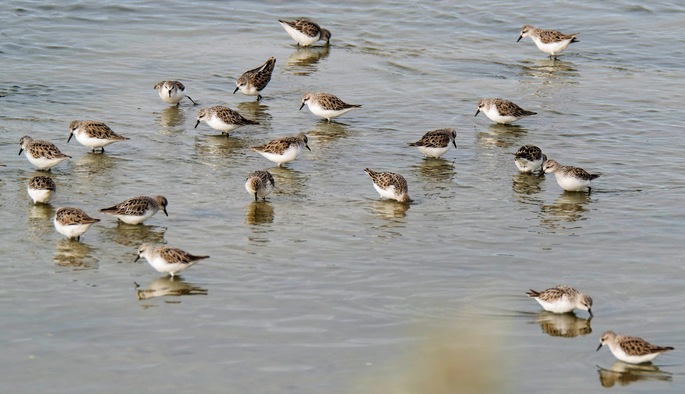 https://lemis.nyc3.digitaloceanspaces.com/grog/Photos/20250703/small/Birding-meeting-384.jpeg