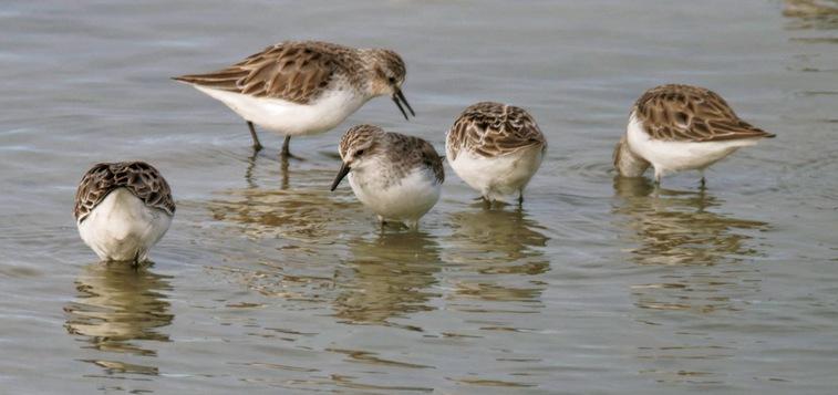 https://lemis.nyc3.digitaloceanspaces.com/grog/Photos/20250703/small/Birding-meeting-385.jpeg