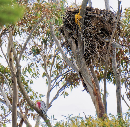 https://lemis.nyc3.digitaloceanspaces.com/grog/Photos/20250703/small/Birding-meeting-386.jpeg