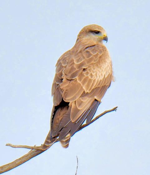 https://lemis.nyc3.digitaloceanspaces.com/grog/Photos/20250703/small/Birding-meeting-387.jpeg