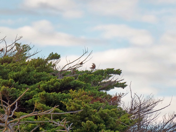 https://lemis.nyc3.digitaloceanspaces.com/grog/Photos/20250703/small/Birding-meeting-4.jpeg