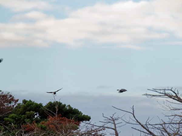 https://lemis.nyc3.digitaloceanspaces.com/grog/Photos/20250703/small/Birding-meeting-40.jpeg