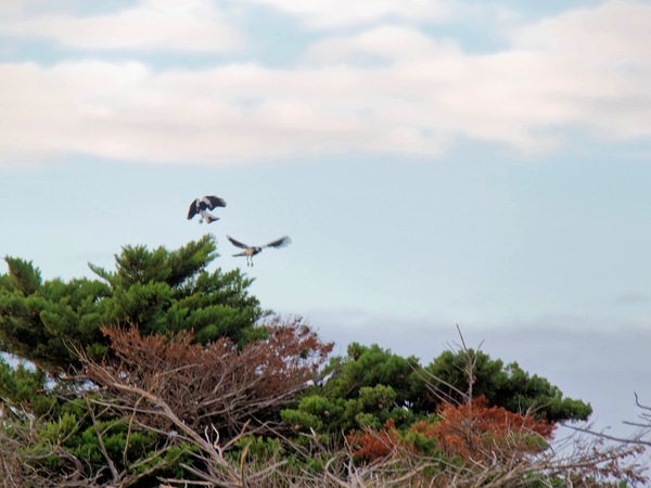 https://lemis.nyc3.digitaloceanspaces.com/grog/Photos/20250703/small/Birding-meeting-41.jpeg
