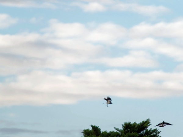 https://lemis.nyc3.digitaloceanspaces.com/grog/Photos/20250703/small/Birding-meeting-42.jpeg