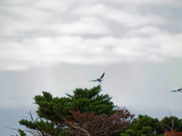 https://lemis.nyc3.digitaloceanspaces.com/grog/Photos/20250703/small/Birding-meeting-43.jpeg