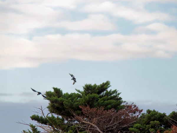 https://lemis.nyc3.digitaloceanspaces.com/grog/Photos/20250703/small/Birding-meeting-44.jpeg