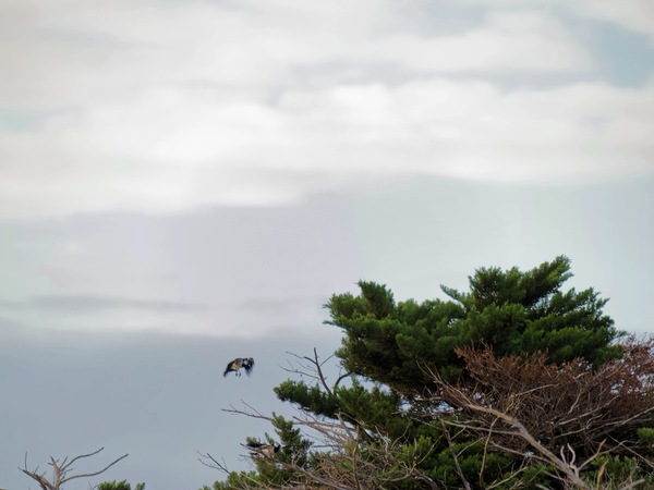 https://lemis.nyc3.digitaloceanspaces.com/grog/Photos/20250703/small/Birding-meeting-45.jpeg