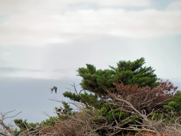 https://lemis.nyc3.digitaloceanspaces.com/grog/Photos/20250703/small/Birding-meeting-46.jpeg