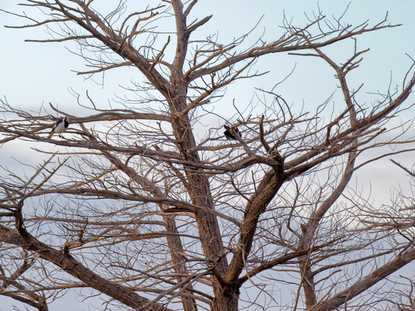 https://lemis.nyc3.digitaloceanspaces.com/grog/Photos/20250703/small/Birding-meeting-47.jpeg