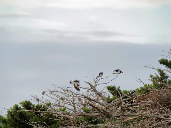 https://lemis.nyc3.digitaloceanspaces.com/grog/Photos/20250703/small/Birding-meeting-48.jpeg