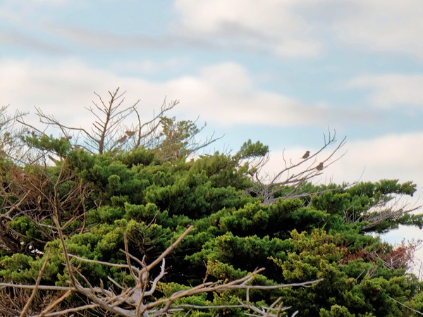 https://lemis.nyc3.digitaloceanspaces.com/grog/Photos/20250703/small/Birding-meeting-5.jpeg