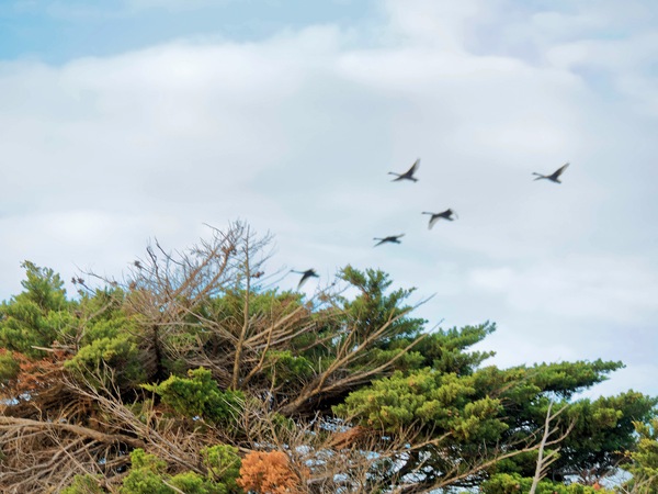 https://lemis.nyc3.digitaloceanspaces.com/grog/Photos/20250703/small/Birding-meeting-50.jpeg