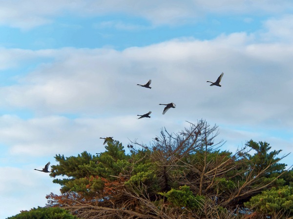 https://lemis.nyc3.digitaloceanspaces.com/grog/Photos/20250703/small/Birding-meeting-51.jpeg