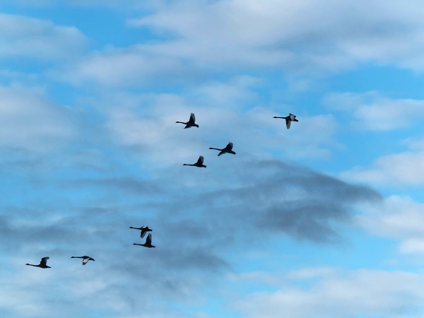 https://lemis.nyc3.digitaloceanspaces.com/grog/Photos/20250703/small/Birding-meeting-53.jpeg
