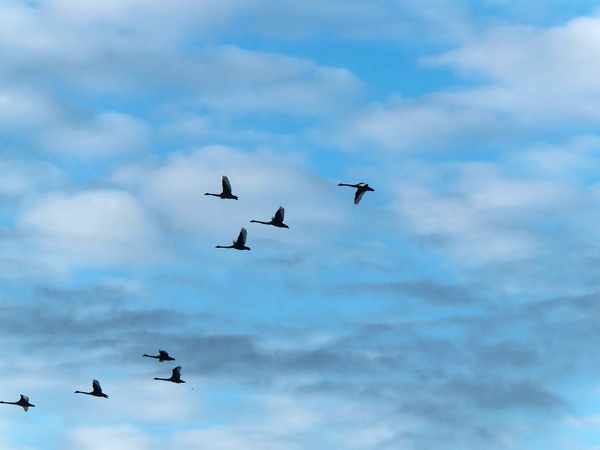 https://lemis.nyc3.digitaloceanspaces.com/grog/Photos/20250703/small/Birding-meeting-54.jpeg