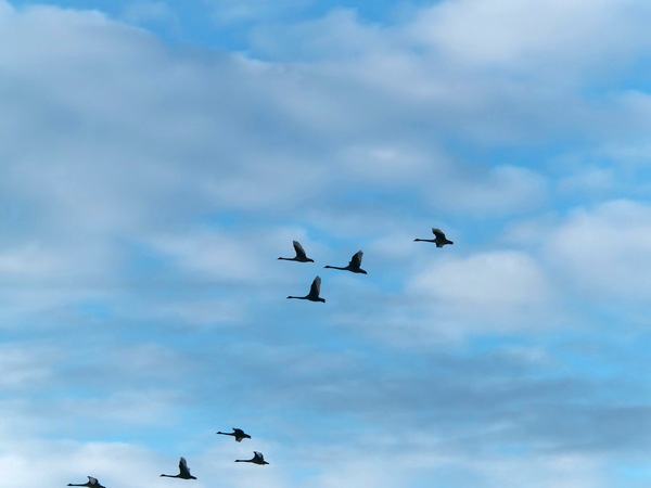 https://lemis.nyc3.digitaloceanspaces.com/grog/Photos/20250703/small/Birding-meeting-55.jpeg