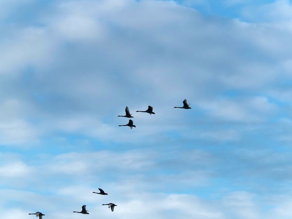 https://lemis.nyc3.digitaloceanspaces.com/grog/Photos/20250703/small/Birding-meeting-56.jpeg