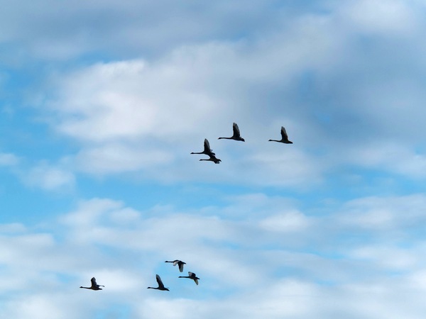 https://lemis.nyc3.digitaloceanspaces.com/grog/Photos/20250703/small/Birding-meeting-57.jpeg