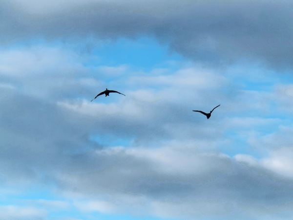 https://lemis.nyc3.digitaloceanspaces.com/grog/Photos/20250703/small/Birding-meeting-58.jpeg