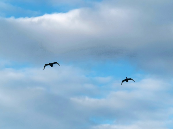 https://lemis.nyc3.digitaloceanspaces.com/grog/Photos/20250703/small/Birding-meeting-59.jpeg