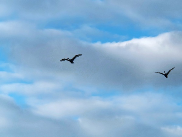 https://lemis.nyc3.digitaloceanspaces.com/grog/Photos/20250703/small/Birding-meeting-60.jpeg