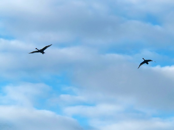 https://lemis.nyc3.digitaloceanspaces.com/grog/Photos/20250703/small/Birding-meeting-61.jpeg