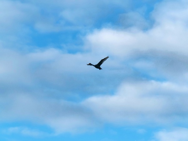 https://lemis.nyc3.digitaloceanspaces.com/grog/Photos/20250703/small/Birding-meeting-62.jpeg