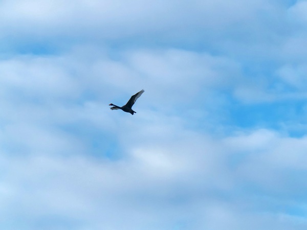 https://lemis.nyc3.digitaloceanspaces.com/grog/Photos/20250703/small/Birding-meeting-63.jpeg