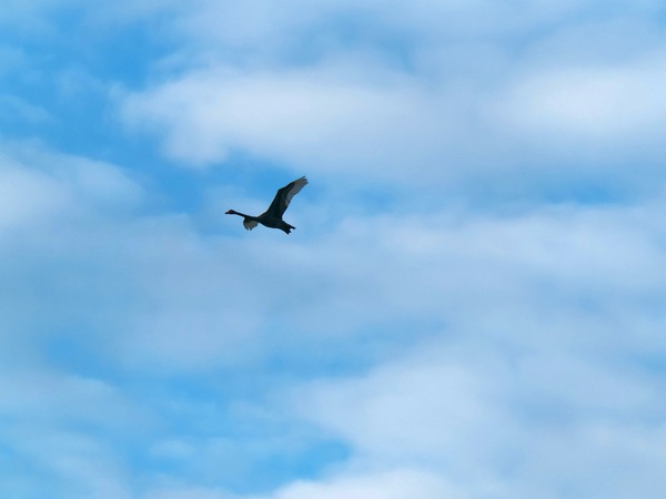 https://lemis.nyc3.digitaloceanspaces.com/grog/Photos/20250703/small/Birding-meeting-64.jpeg