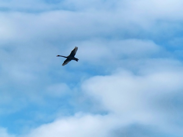 https://lemis.nyc3.digitaloceanspaces.com/grog/Photos/20250703/small/Birding-meeting-65.jpeg