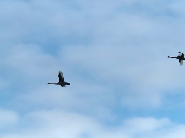 https://lemis.nyc3.digitaloceanspaces.com/grog/Photos/20250703/small/Birding-meeting-67.jpeg