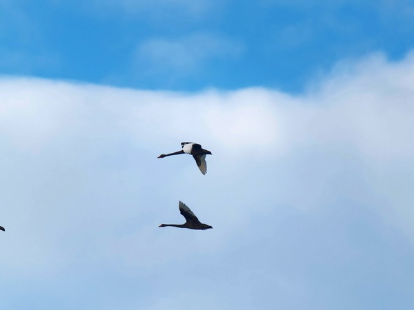 https://lemis.nyc3.digitaloceanspaces.com/grog/Photos/20250703/small/Birding-meeting-69.jpeg