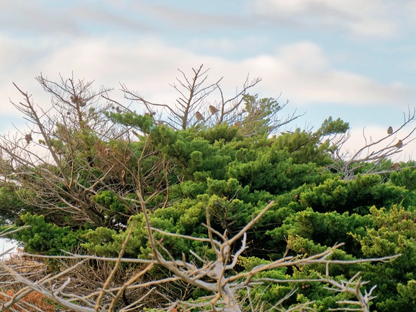 https://lemis.nyc3.digitaloceanspaces.com/grog/Photos/20250703/small/Birding-meeting-7.jpeg