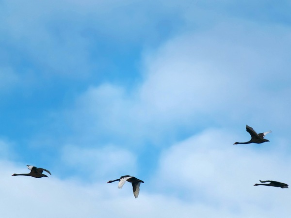 https://lemis.nyc3.digitaloceanspaces.com/grog/Photos/20250703/small/Birding-meeting-70.jpeg