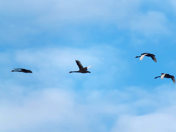 https://lemis.nyc3.digitaloceanspaces.com/grog/Photos/20250703/small/Birding-meeting-71.jpeg