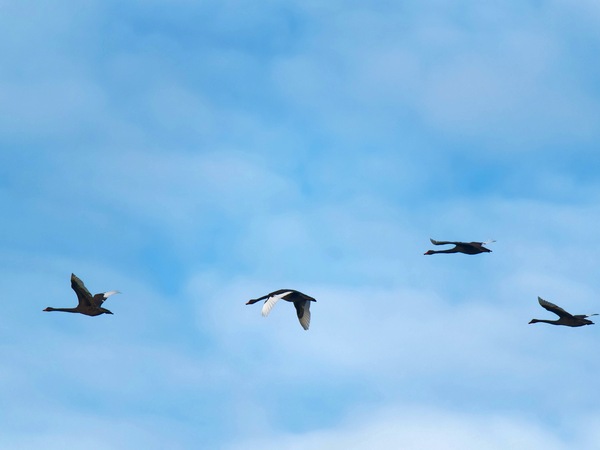 https://lemis.nyc3.digitaloceanspaces.com/grog/Photos/20250703/small/Birding-meeting-72.jpeg