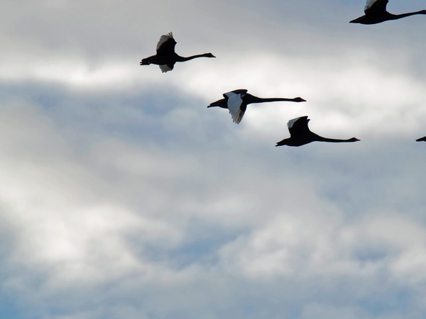 https://lemis.nyc3.digitaloceanspaces.com/grog/Photos/20250703/small/Birding-meeting-73.jpeg