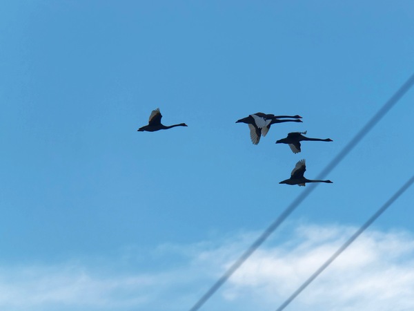 https://lemis.nyc3.digitaloceanspaces.com/grog/Photos/20250703/small/Birding-meeting-75.jpeg