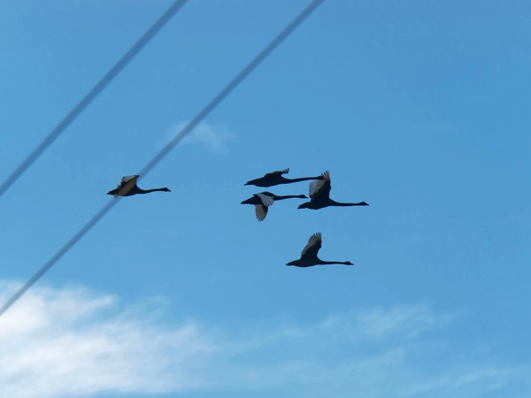 https://lemis.nyc3.digitaloceanspaces.com/grog/Photos/20250703/small/Birding-meeting-76.jpeg
