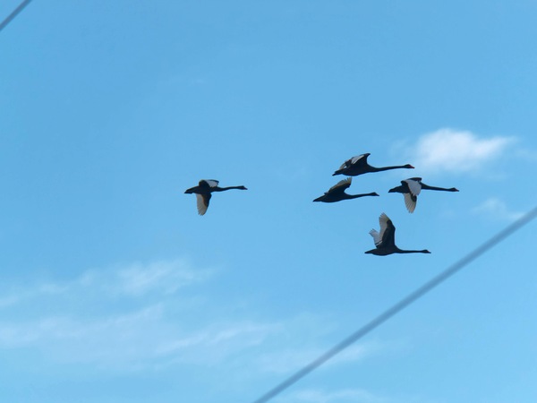 https://lemis.nyc3.digitaloceanspaces.com/grog/Photos/20250703/small/Birding-meeting-77.jpeg