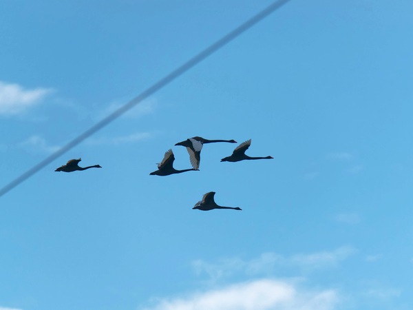 https://lemis.nyc3.digitaloceanspaces.com/grog/Photos/20250703/small/Birding-meeting-78.jpeg