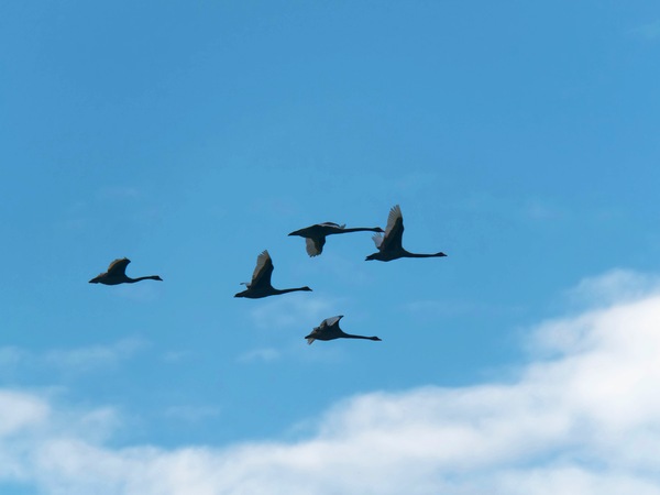 https://lemis.nyc3.digitaloceanspaces.com/grog/Photos/20250703/small/Birding-meeting-79.jpeg