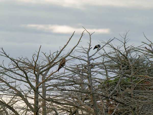 https://lemis.nyc3.digitaloceanspaces.com/grog/Photos/20250703/small/Birding-meeting-8.jpeg