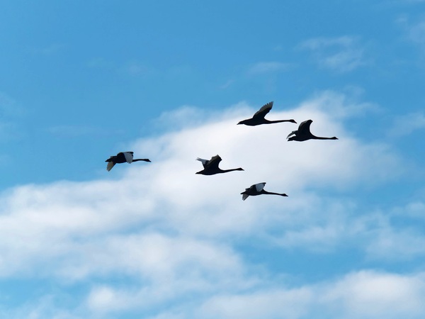 https://lemis.nyc3.digitaloceanspaces.com/grog/Photos/20250703/small/Birding-meeting-80.jpeg