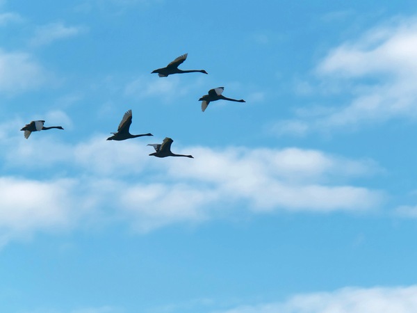 https://lemis.nyc3.digitaloceanspaces.com/grog/Photos/20250703/small/Birding-meeting-81.jpeg
